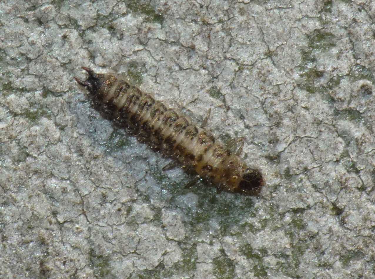 Larva di Malachiidae